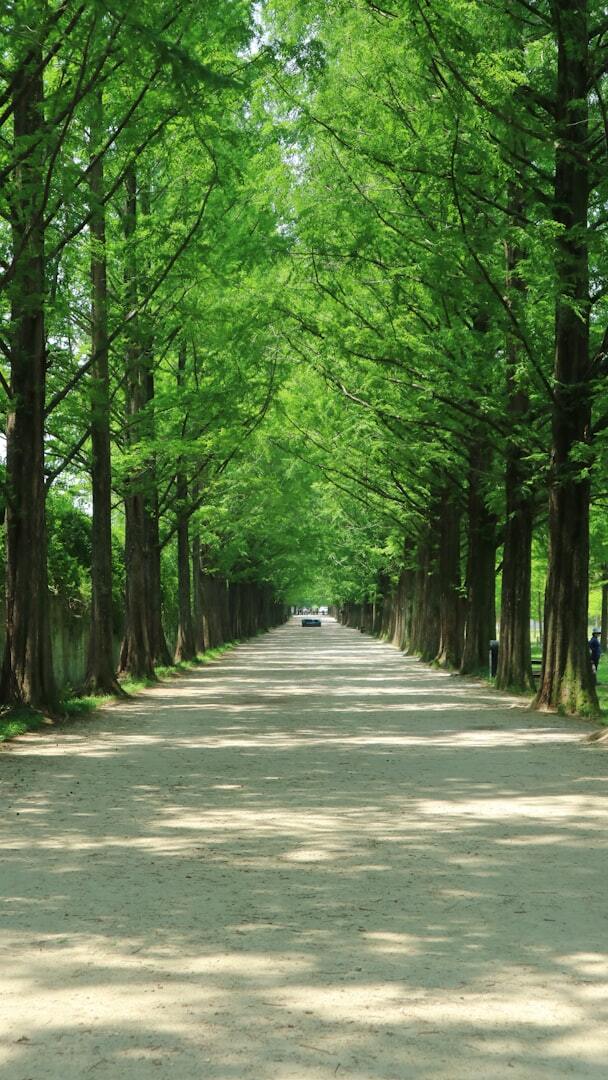 gün ışığında yeşil ağaçlar arasındaki gri beton yol